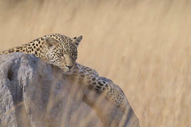 8 Day Chobe NP, Elephant Sands, Okavango Delta & Victoria Falls - Elephant Sands — Elephants in Their Element