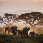 8-Day Classic Uganda Primates & Wildlife Tour - Transportation and Logistics