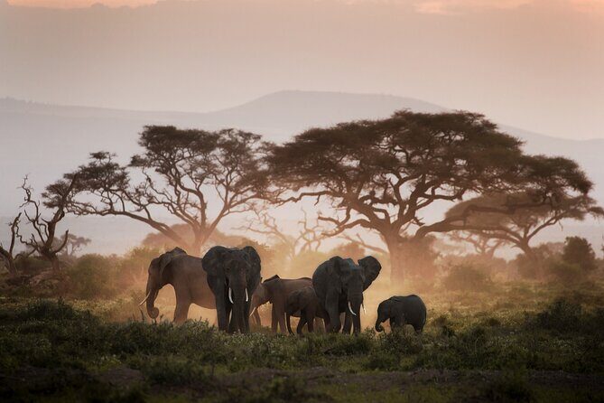 8-Day Classic Uganda Primates & Wildlife Tour - Transportation and Logistics