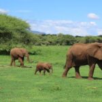 8-Day Essence of Tanzania Safari - Luxury - Detailed Breakdown of the Itinerary