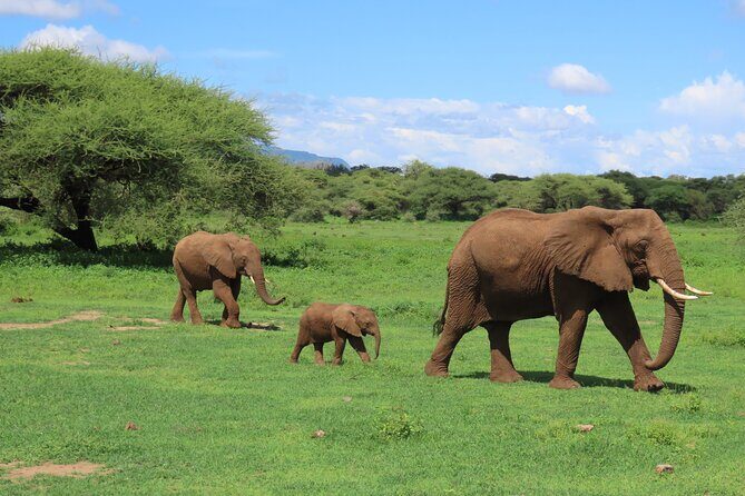 8-Day Essence of Tanzania Safari - Luxury - Detailed Breakdown of the Itinerary