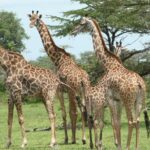 8-Day Mikumi National Park and Zanzibar Beach Holiday - Mikumi’s Game Drives: An Intimate Encounter with Nature