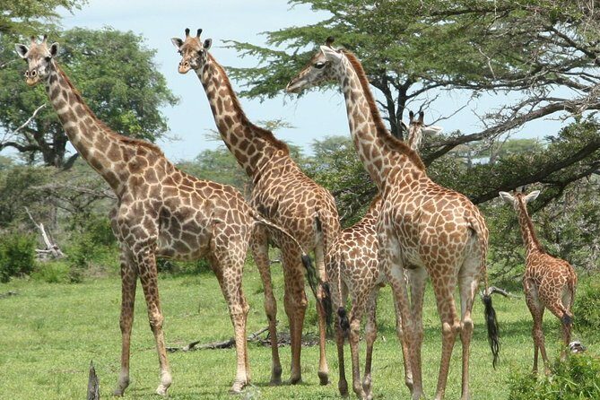 8-Day Mikumi National Park and Zanzibar Beach Holiday - Mikumi’s Game Drives: An Intimate Encounter with Nature