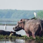 8-Day Murchison Falls, Chimp and Epic Gorilla Trekking - Transportation and Logistics