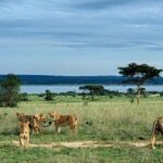 8-Day Murchison Falls, Chimp and Epic Gorilla Trekking Safari - Transport, Accommodation, and Overall Value