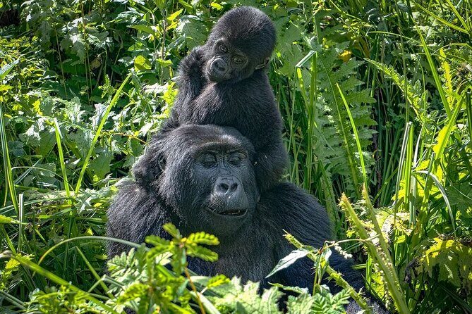 8-Day Private Uganda Big 5 Luxury Safari with Gorillas and Chimps - Final Thoughts