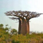 8 Day -RN7 Road trip tour to South Mangily Ifaty - Who Should Consider This Tour?