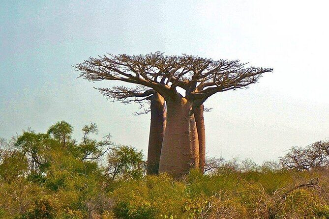 8 Day -RN7 Road trip tour to South Mangily Ifaty - Who Should Consider This Tour?