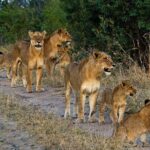 8 Day Safari The Best of Tanzania & Lake Eyasi - Value and Practical Insights