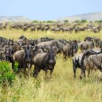 8 Day Spectacular Migration Serengeti mid -Range Tanzania Safari - The Value of the Tour
