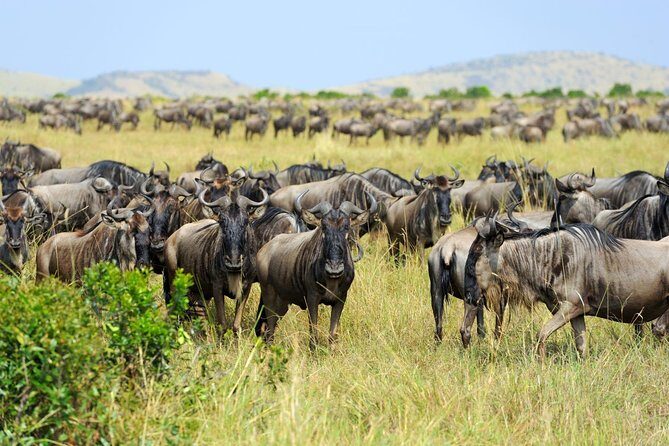 8 Day Spectacular Migration Serengeti mid -Range Tanzania Safari - The Value of the Tour