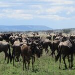 8 Day Tanzania Family Safari - The Itinerary Breakdown: What to Expect