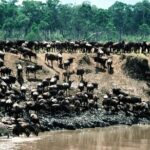 8 Days / 7 Nights 2021 / 2022 Wildebeest Migration Safari - Maasai Mara Reserve - What Sets This Safari Apart?