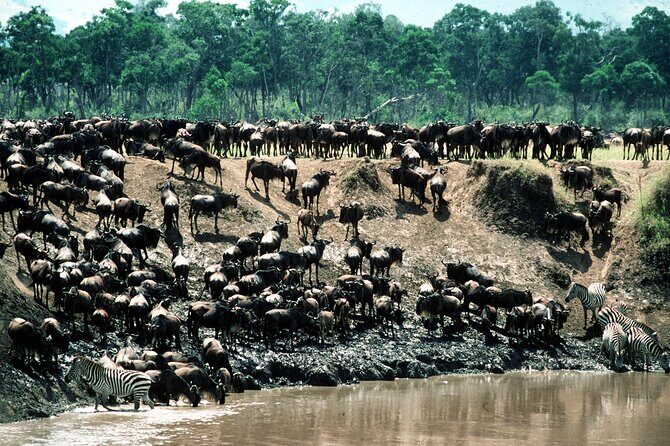 8 Days / 7 Nights 2021 / 2022 Wildebeest Migration Safari - Maasai Mara Reserve - What Sets This Safari Apart?