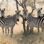 8 days 7 nights best Kenya and Tanzania private lodging safari - Transportation, Accommodation, and Comfort