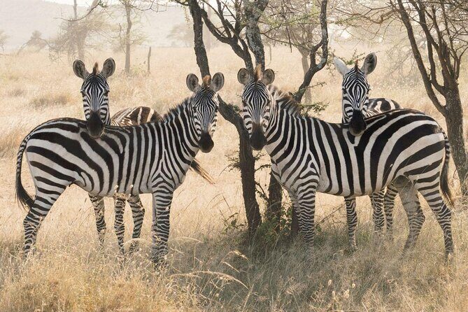 8 days 7 nights best Kenya and Tanzania private lodging safari - Transportation, Accommodation, and Comfort