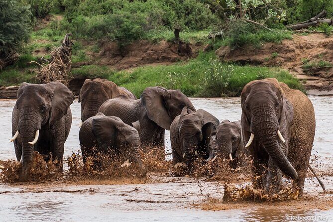 8 Days 7 Nights Kenyan Luxury Safari - What Makes This Safari Stand Out?