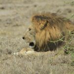 8 Days 7 Nights Private Lodge Safari - What Makes This Safari Stand Out?