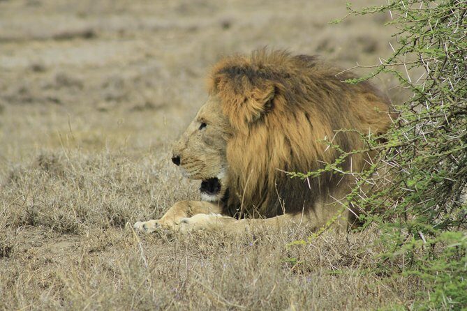8 Days 7 Nights Private Lodge Safari - What Makes This Safari Stand Out?