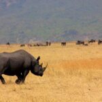 8 Days 7 Nights Tanzania Wildlife & Culture Lodge Safari - What the Reviews Say About the Experience