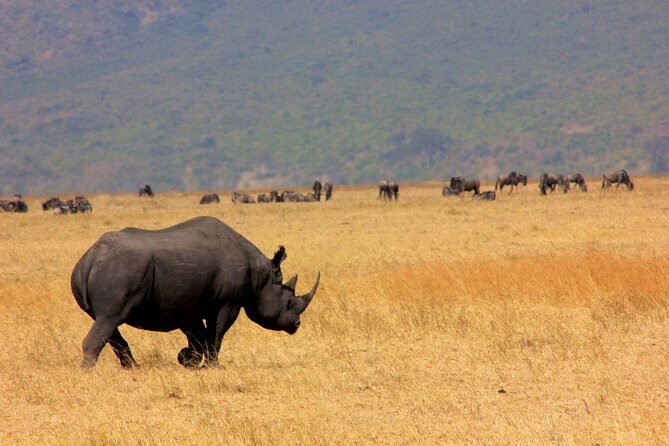8 Days 7 Nights Tanzania Wildlife & Culture Lodge Safari - What the Reviews Say About the Experience