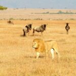 8 Days Best of Kenya and Tanzania Safari from Nairobi - What Sets This Tour Apart?