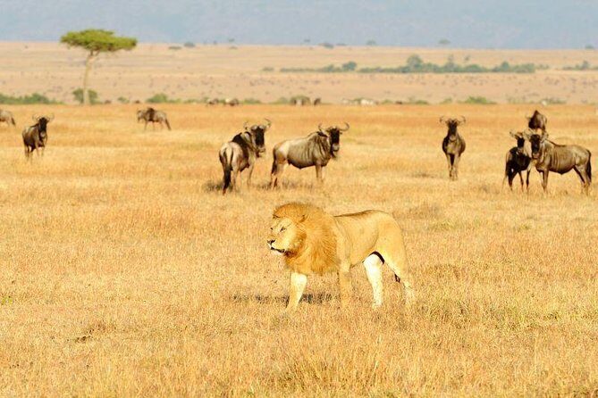 8 Days Best of Kenya and Tanzania Safari from Nairobi - What Sets This Tour Apart?