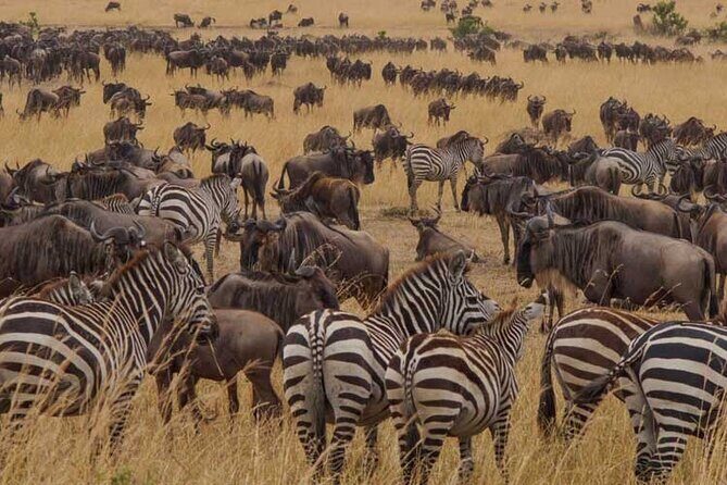 8 Days Exploring Tanzania Northern Circuit National Parks - Potential Considerations