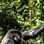 8 Days Gorillas, Primates & Wildlife Safari Uganda Safari - Exploring the Itinerary in Detail