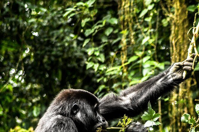 8 Days Gorillas, Primates & Wildlife Safari Uganda Safari - Exploring the Itinerary in Detail