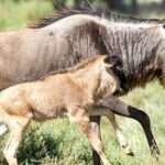 8 Days Great Migration - Grumeti River - Authentic Experiences and Unique Insights