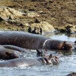 8 Days Great Wildebeest Migration - Mara River Crossing - The Value of This Safari