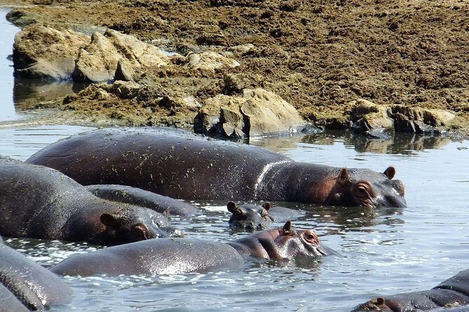 8 Days Great Wildebeest Migration - Mara River Crossing - The Value of This Safari