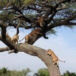 8 Days Green Season Offer - Luxury Serena Safari - Who Will Love This Safari?