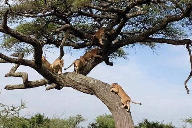 8 Days Green Season Offer - Luxury Serena Safari - Who Will Love This Safari?
