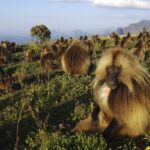 8 Days Historical tour to Ethiopia - FAQ