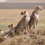 8 Days Kenya and Tanzania Private Lodging Safari from Nairobi - Who Should Consider This Safari?