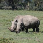 8 Days Kenya Safari Expedition - Day 2: From Nairobi to Maasai Mara