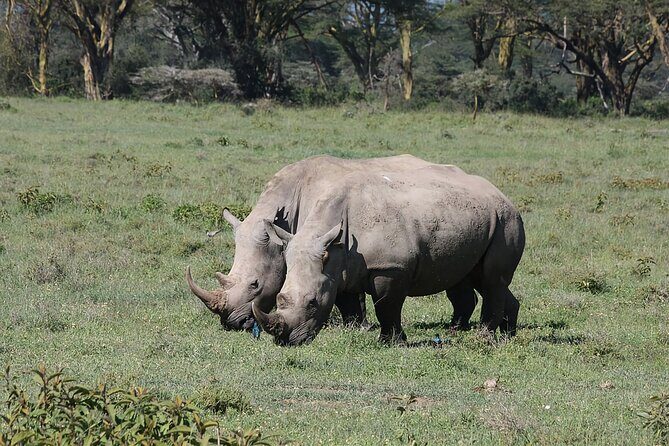 8 Days Kenya Safari Expedition - Day 2: From Nairobi to Maasai Mara