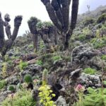 8 Days Kilimanjaro Climbing Lemosho Route - Possible Considerations