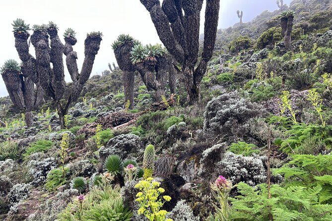 8 Days Kilimanjaro Climbing Lemosho Route - Possible Considerations