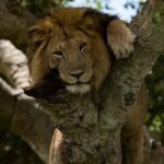 8 days Murchison Falls, Chimpanzee & Gorilla Trekking Safari - Final Thoughts: Is This Tour for You?