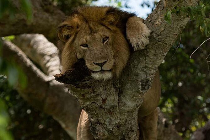 8 days Murchison Falls, Chimpanzee & Gorilla Trekking Safari - Final Thoughts: Is This Tour for You?