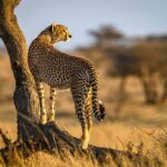 8 Days Private Safari in Serengeti Tour - Key Points