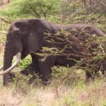 8 Days Safari to Amboseli, Great Rift Valley Lakes & Masai Mara - The Value of the Tour