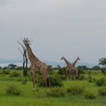 8 Days Safari to Mikumi NP, Ruaha NP and Nyerere NP + Isimila Stone Age Site - An In-Depth Look at the 8-Day Safari Experience