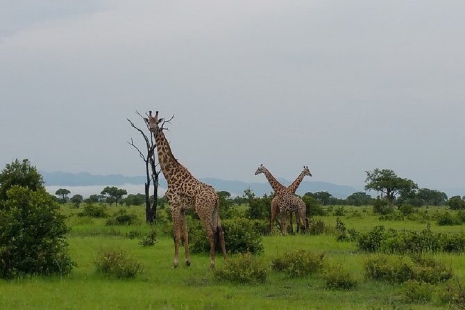 8 Days Safari to Mikumi NP, Ruaha NP and Nyerere NP + Isimila Stone Age Site - An In-Depth Look at the 8-Day Safari Experience