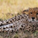 8 Days Tanzania Lodge Safari | Semi Luxury . - What Makes This Safari Stand Out?