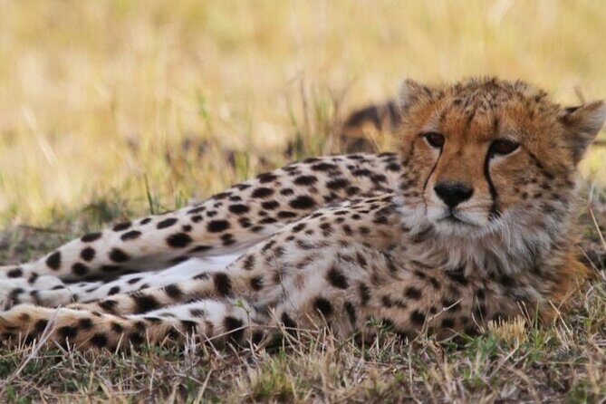 8 Days Tanzania Lodge Safari | Semi Luxury . - What Makes This Safari Stand Out?