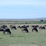 8 Days: Tsavo East National Park Amboseli, Nakuru, Maasai Mara Park - Amboseli National Park: Iconic Views and Elephant Encounters